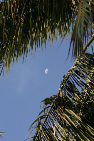 palmboom perspectief foto maan