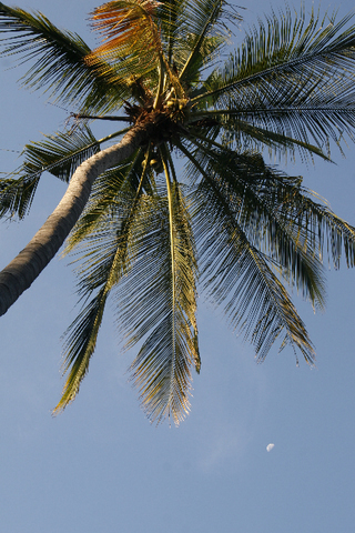 mooie foto palmboom